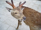 奈良の鹿.jpg